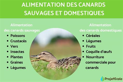 les canards alimentaires.